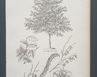 The Constantinople Hazel - Original 1844 print