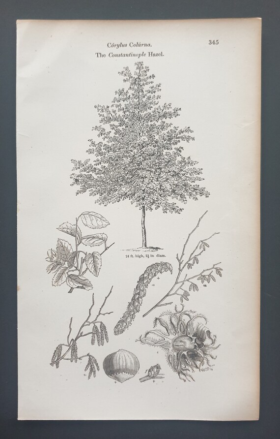 The Constantinople Hazel - Original 1844 print