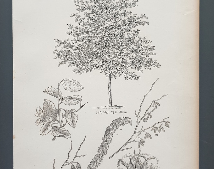 The Constantinople Hazel - Original 1844 print