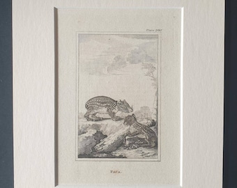 Paca - Original 1812 Buffon print in mount