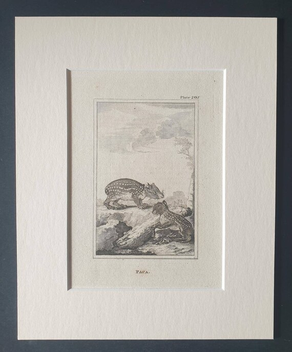 Original 1812 Buffon print in mount -  Paca