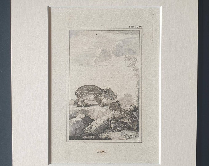 Original 1812 Buffon print in mount -  Paca