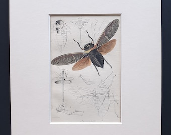 Cicada (Polyneura ducalis) - Original c1860 hand coloured insect print in mount