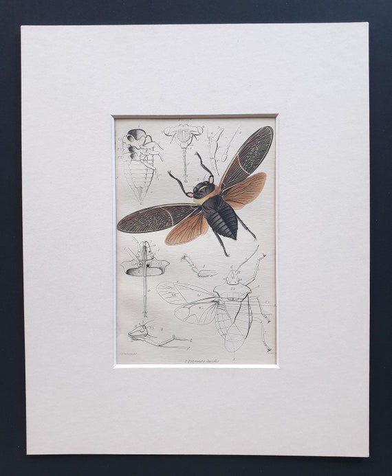 Cicada (Polyneura ducalis) - Original c1860 hand coloured insect print in mount