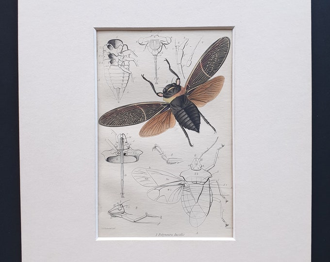 Cicada (Polyneura ducalis) - Original c1860 hand coloured insect print in mount