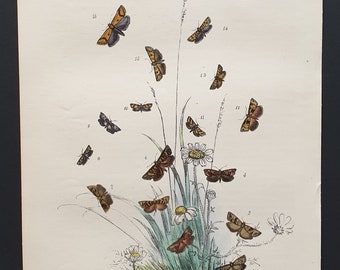 The Tawny Dotted T Moth and others - Original hand coloured 1860 print