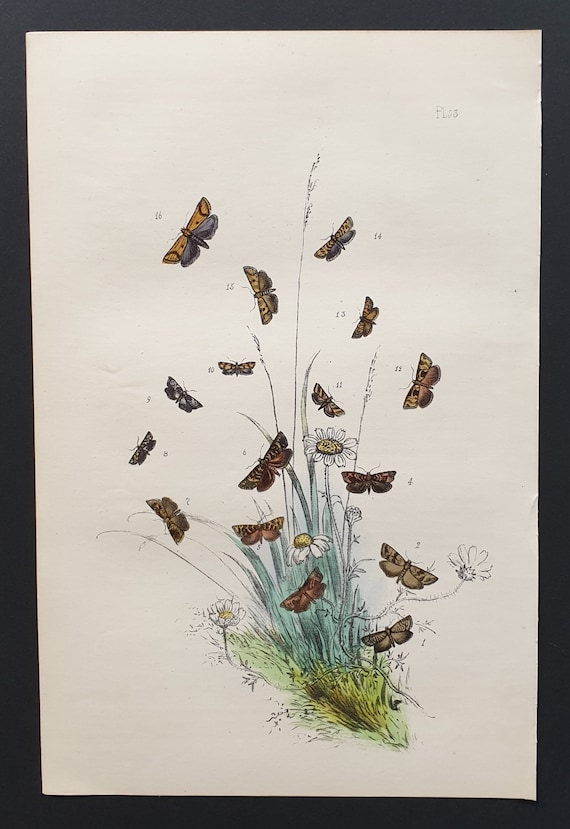 The Tawny Dotted T Moth and others - Original hand coloured 1860 print