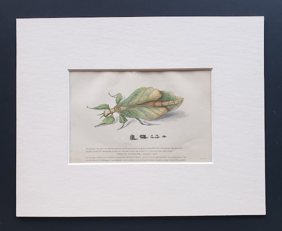 Walking Leaf (Phyllium Siccifolium) - Original c1860 hand coloured insect print in mount