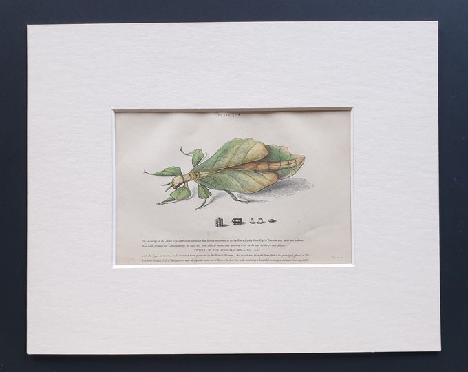Walking Leaf (Phyllium Siccifolium) - Original c1860 hand coloured insect print in mount