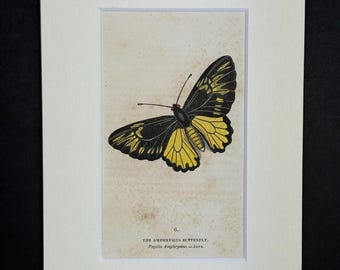 The Amphrysius Butterfly - Original 1832 Hand Coloured Antique Print