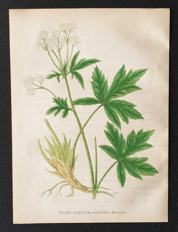 Original 1857 poisonous plant print - Wood Sanicle