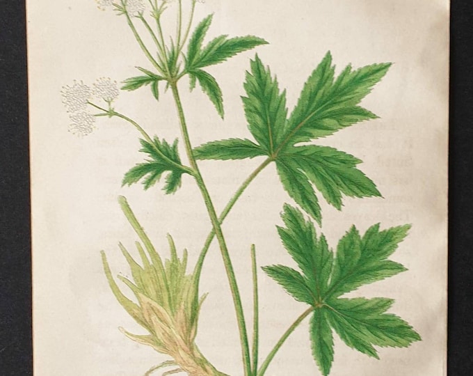 Original 1857 poisonous plant print - Wood Sanicle