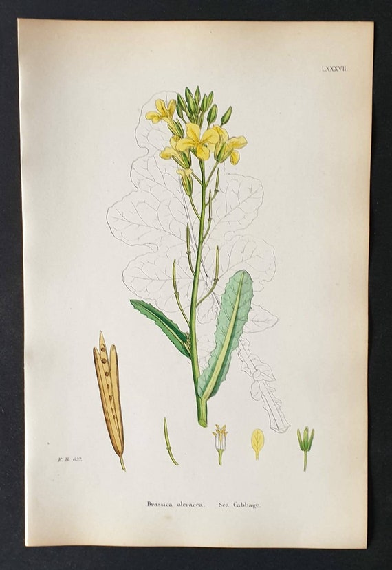 Original 1863 hand coloured botanical print - Sea Cabbage