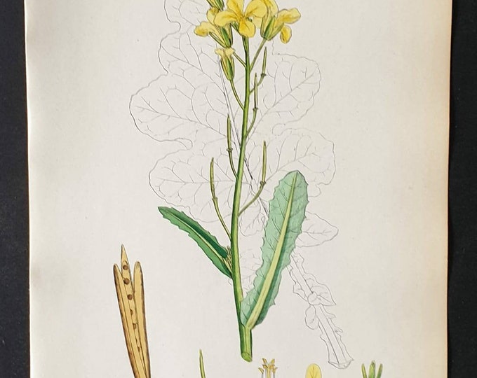 Original 1863 hand coloured botanical print - Sea Cabbage