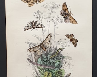 The Pale Brindled Beauty Moth and others - Original hand coloured 1860 print