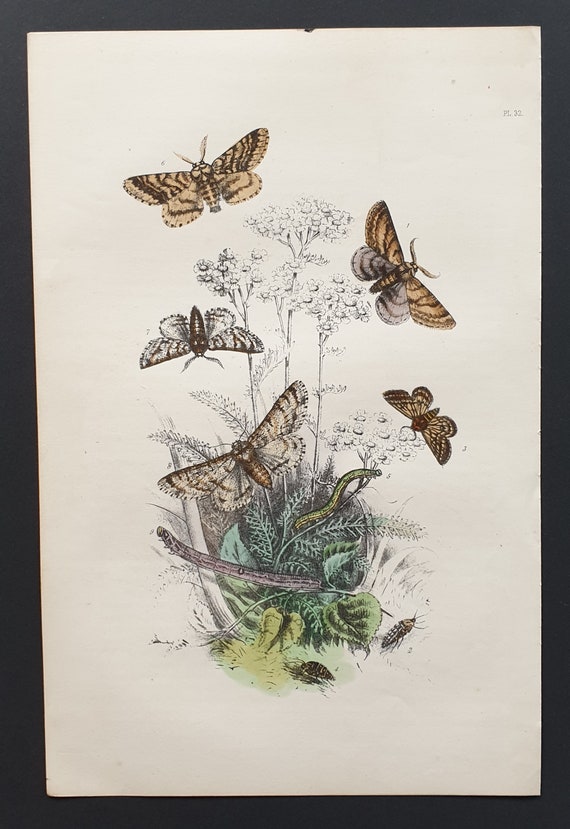 The Pale Brindled Beauty Moth and others - Original hand coloured 1860 print