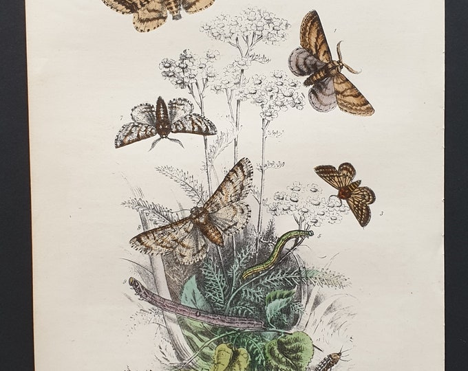The Pale Brindled Beauty Moth and others - Original hand coloured 1860 print