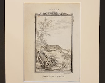 Small Otter of Guiana - Original 1791 Buffon print in mount