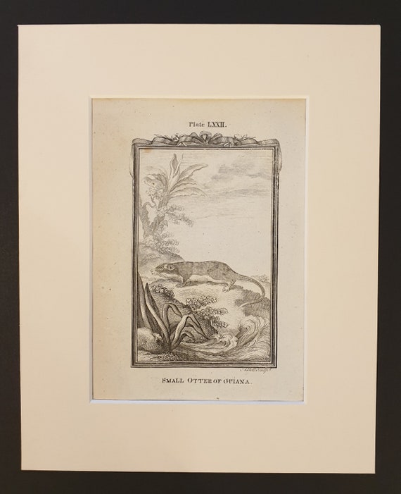 Small Otter of Guiana - Original 1791 Buffon print in mount