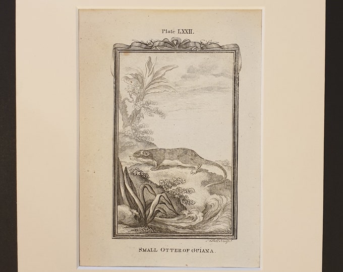 Small Otter of Guiana - Original 1791 Buffon print in mount