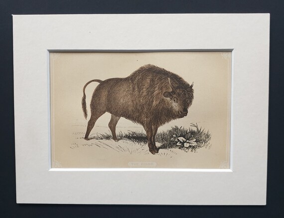 The Bison - Original 1851 John Tallis woodblock print