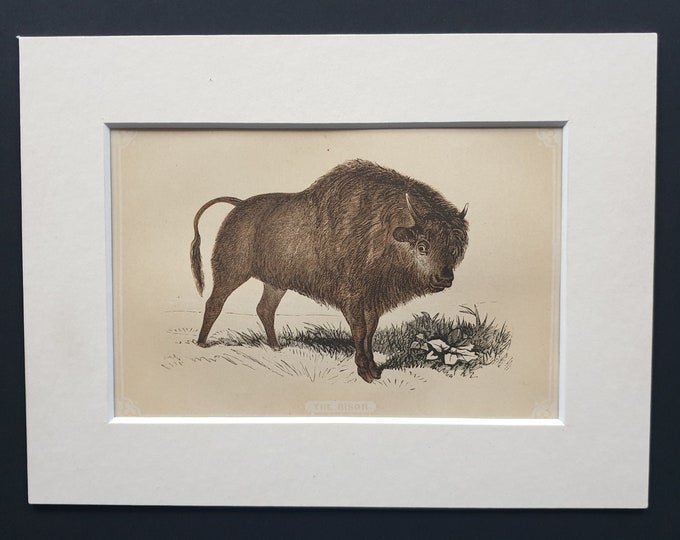 The Bison - Original 1851 John Tallis woodblock print