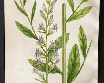 Acrid Lobelia - Original 1857 poisonous plant print