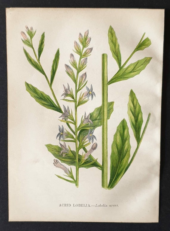 Original 1857 poisonous plant print - Acrid Lobelia