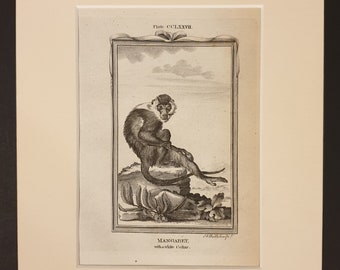 White Collar Mangabey - Original 1791 Buffon print in mount