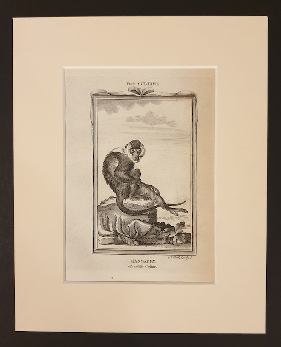 White Collar Mangabey - Original 1791 Buffon print in mount