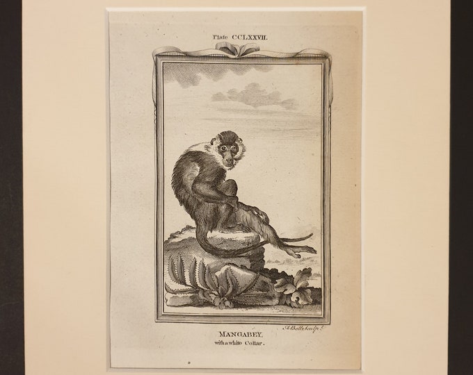 White Collar Mangabey - Original 1791 Buffon print in mount