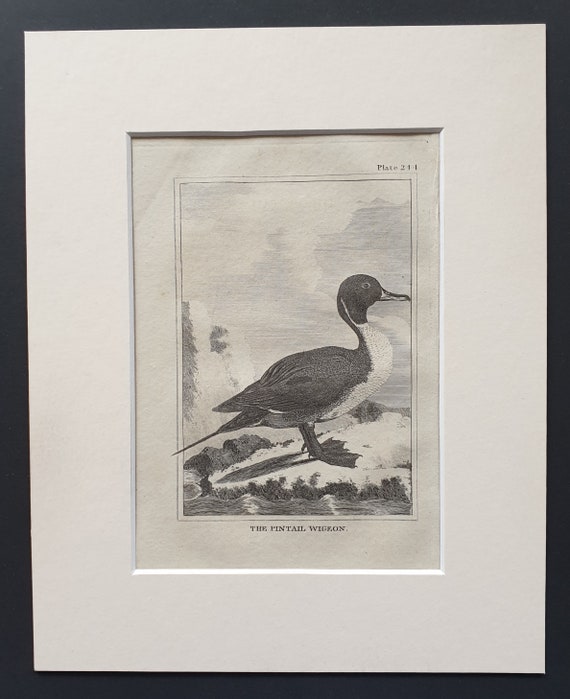 The Pintail Wigeon -  Original 1812 Buffon print in mount (244)