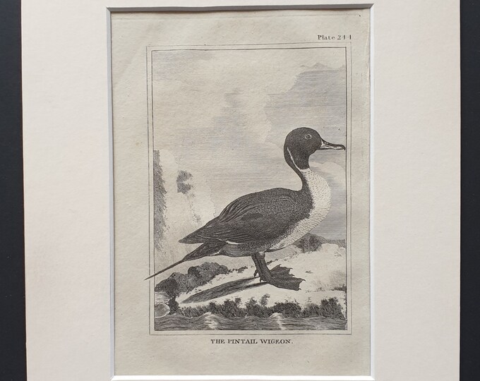 The Pintail Wigeon -  Original 1812 Buffon print in mount (244)