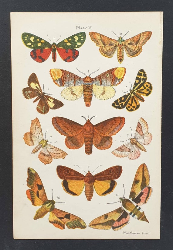 Original 1905 chromolithograph butterfly print - Plate 5