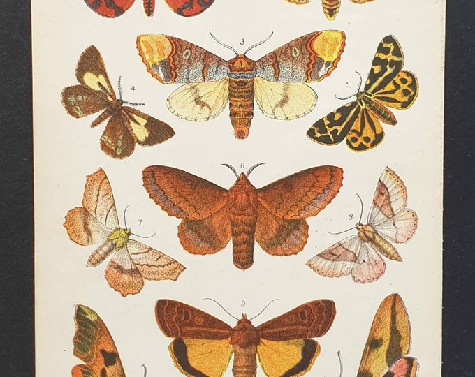 Original 1905 chromolithograph butterfly print - Plate 5