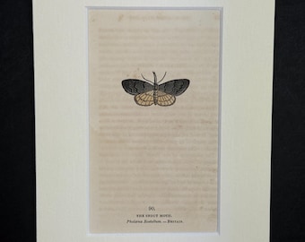 The Snout Moth - Original 1832 Hand Coloured Antique Print