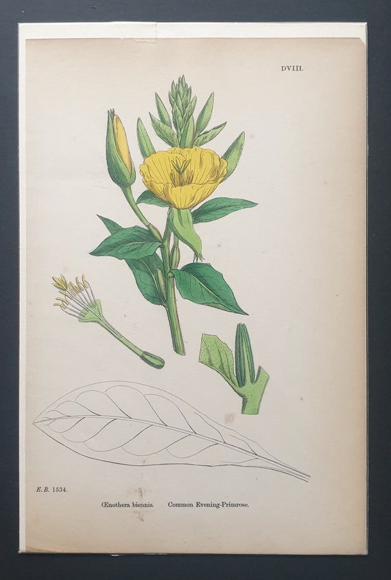 Common Evening Primrose - Original 1863 Sowerby botanical print