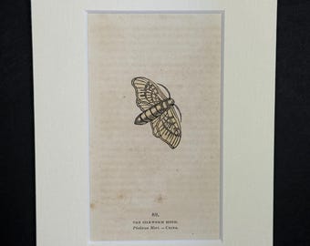 The Silkworm Moth - Original 1832 Hand Coloured Antique Print