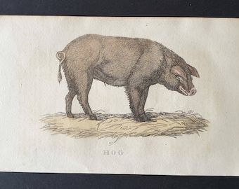 Hog - Original 1821 hand coloured animal print