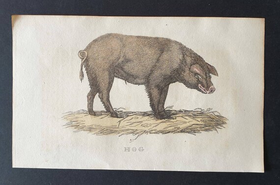 Original 1821 hand coloured animal print - Hog