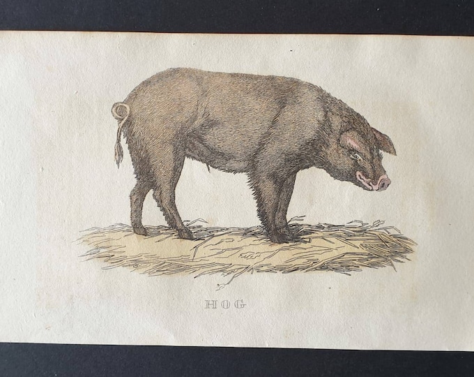 Original 1821 hand coloured animal print - Hog