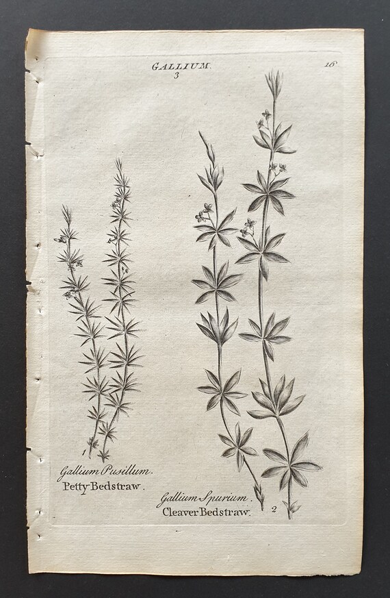 Petty and Cleaver Bedstraw - Original 1802 Culpeper engraving (16)