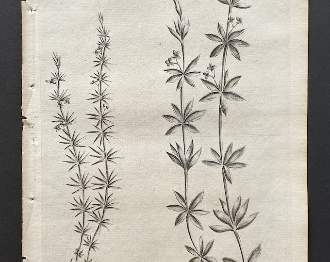 Petty and Cleaver Bedstraw - Original 1802 Culpeper engraving (16)