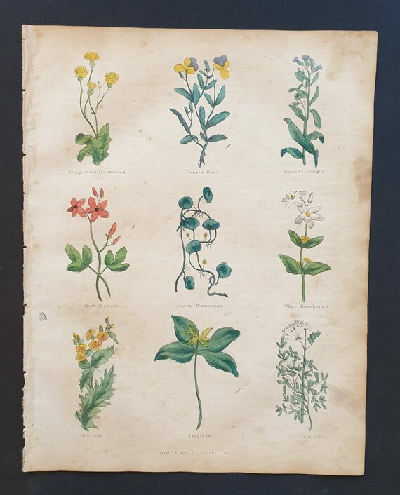 Original hand coloured 1850 Nicholas Culpeper herbal print - Plate 10