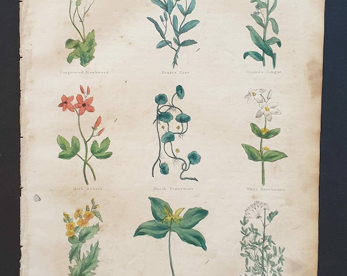 Original hand coloured 1850 Nicholas Culpeper herbal print - Plate 10