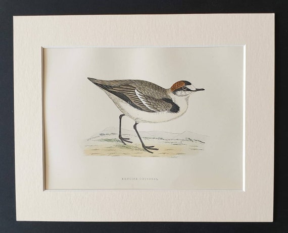 Original 1891 hand coloured bird print in mount - Kentish Dotterel