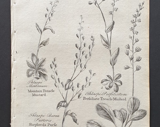 Mountain, Shepherds Purse, Perfoliate and Hairy Treacle Mustard - Original 1802 Culpeper engraving (105)