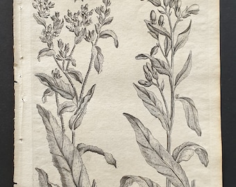 Common Wall Bugloss and Common Houndstongue - Original 1802 Culpeper engraving (25)