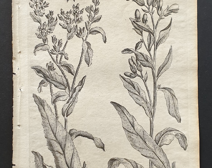 Common Wall Bugloss and Common Houndstongue - Original 1802 Culpeper engraving (25)