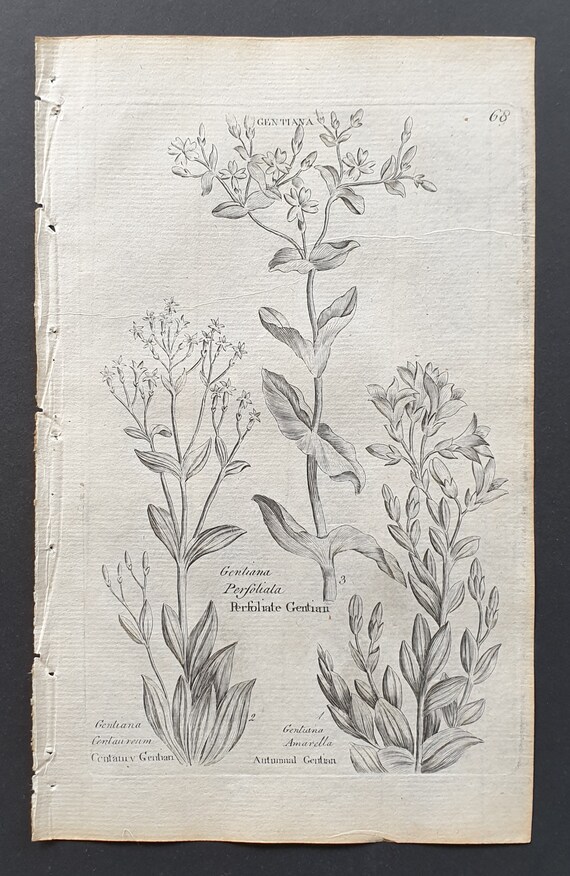 Centaury, Perfoliate and Autumnal Gentian - Original 1802 Culpeper engraving (68)